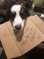 ZoeySigns_12-2020 (2)